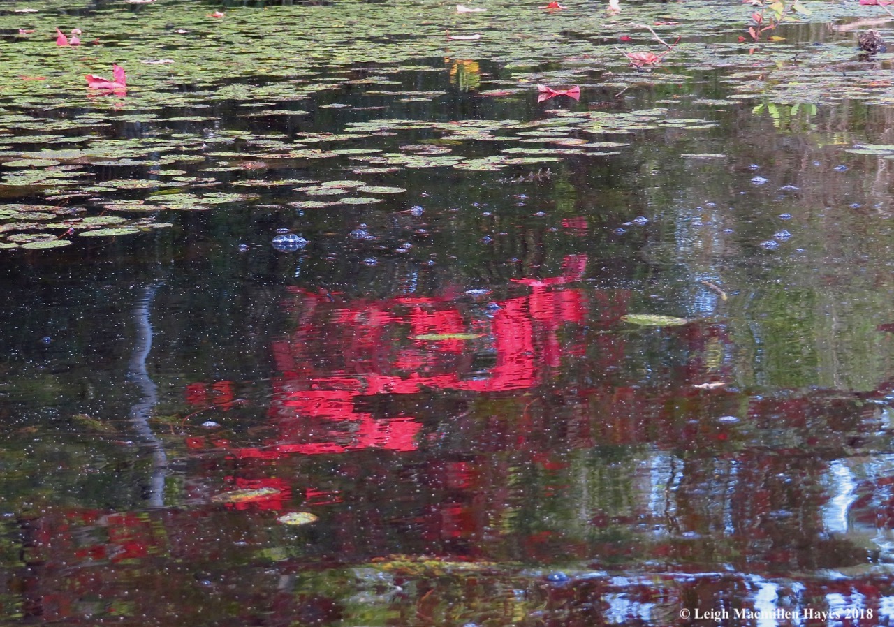 10-the tree's reflection