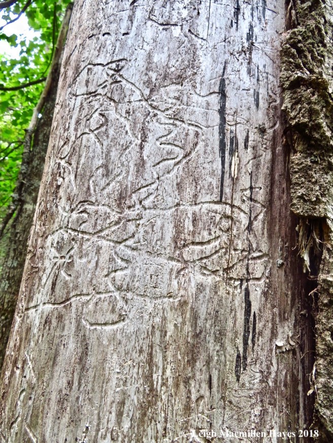 10a-bark beetle tunnel art