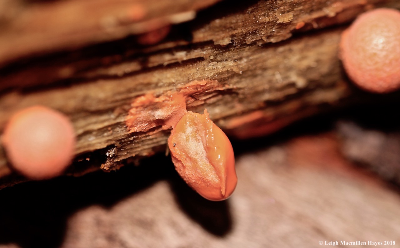 10a-slime mold being slimy, parlor trick