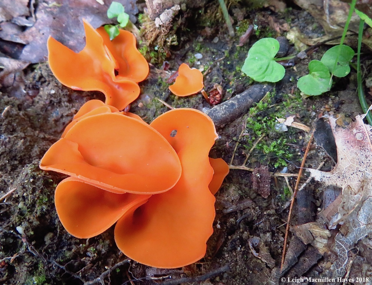 11-Aleuria aurantia--orange peel funit