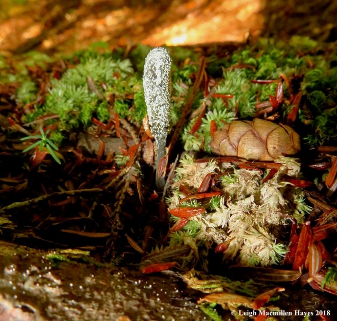 11-Dead Man's Finger