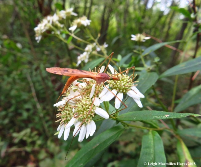 11-Nephrotoma eucera, tiger crane fly