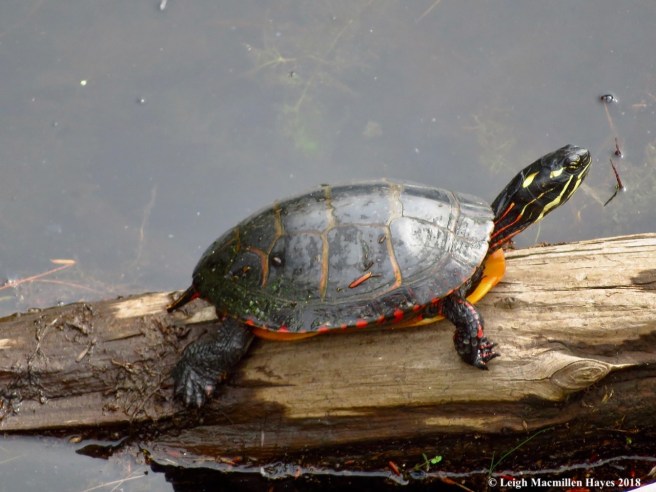 11-painted turtle