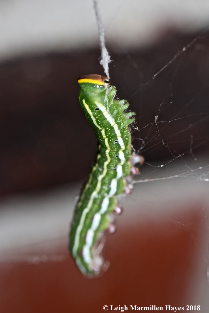 11a-Northern Pine Sphinx 2