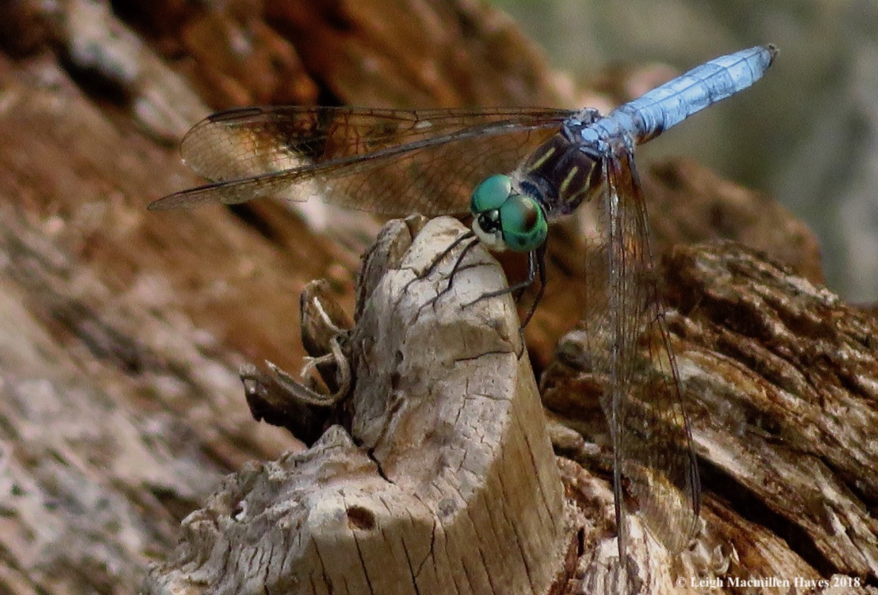 12-male blue dasher