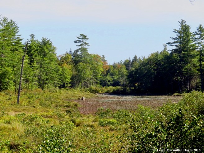 12-Moose Pond Bog