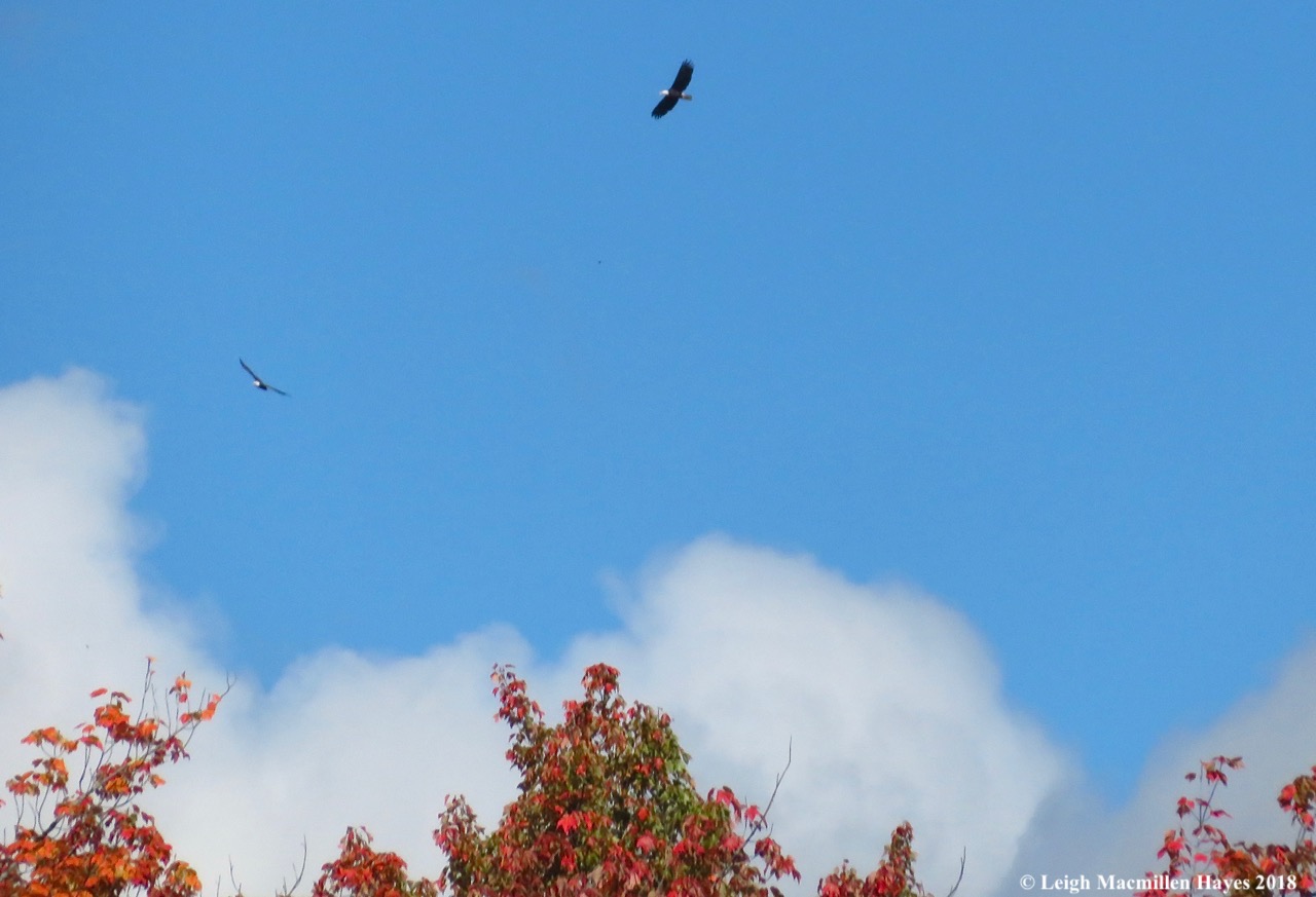 12-soaring above--bald eagles