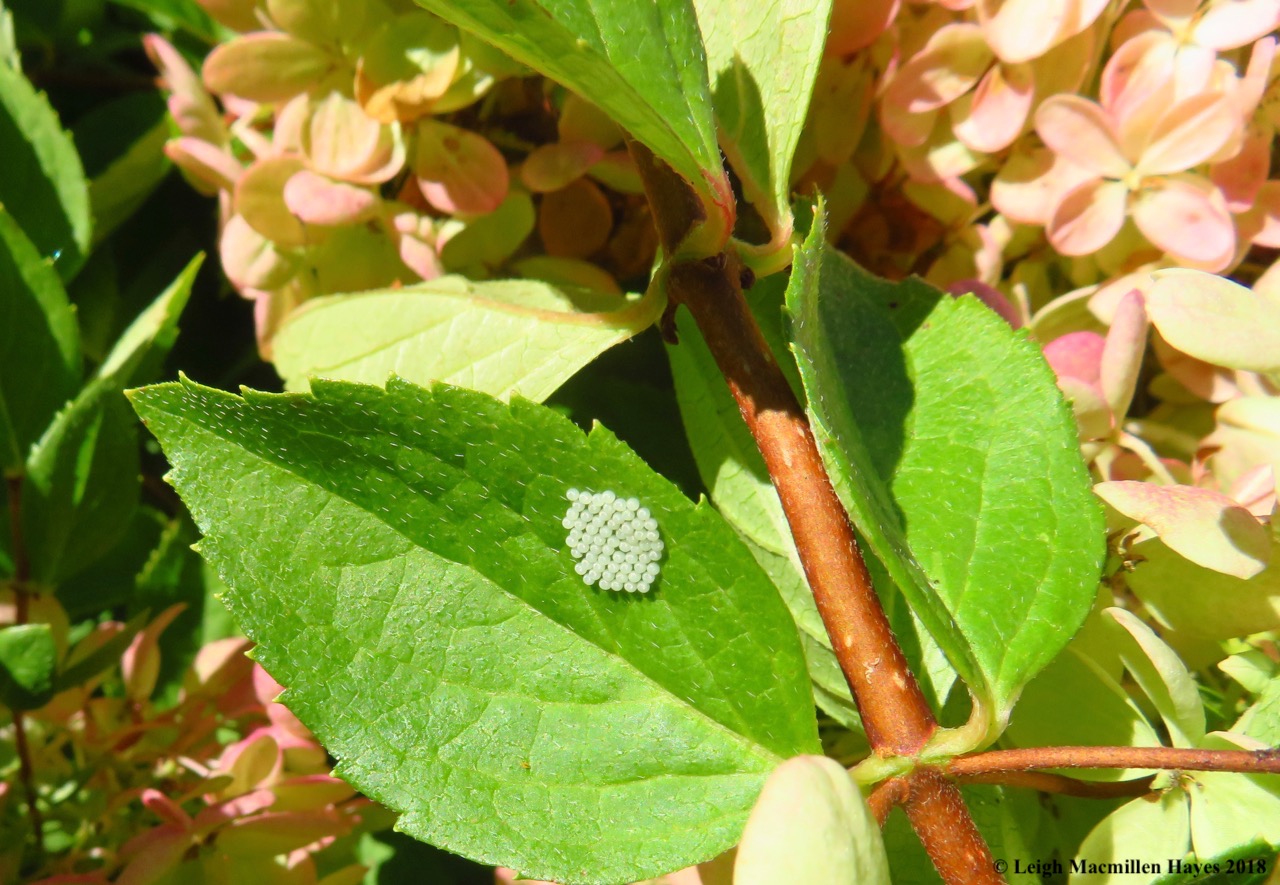 12a-shield bug eggs?