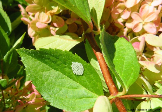 12a-shield bug eggs?