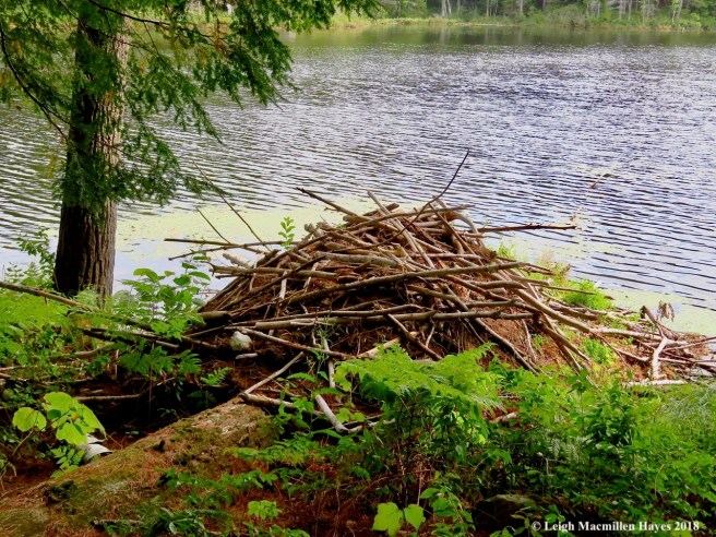 13-home of many beaver homes