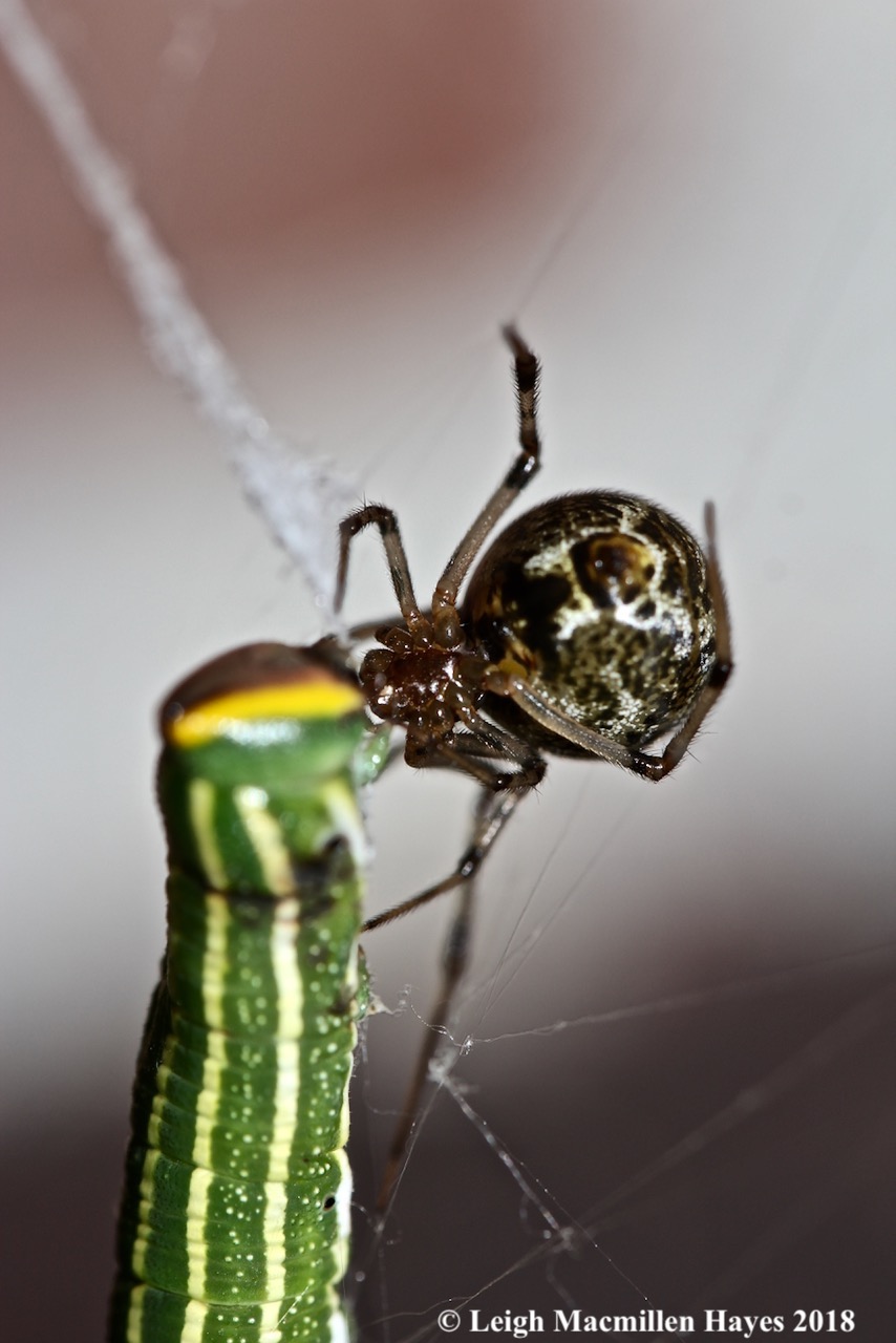 13- Northern Sphinx 4