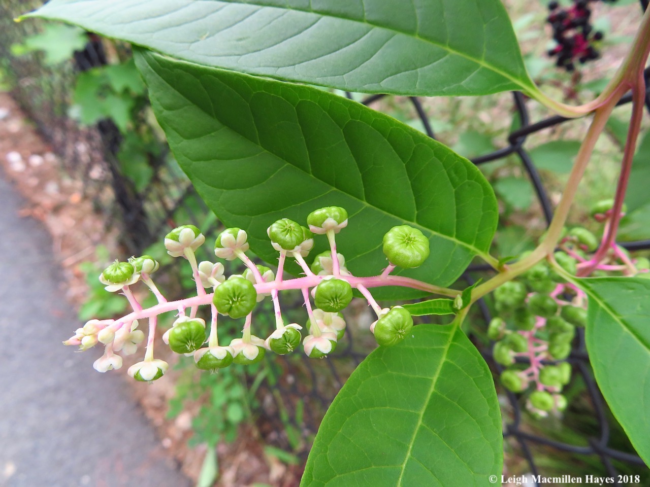 13-pokeweed poking through the fence
