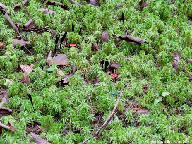 14-earth tongue forest