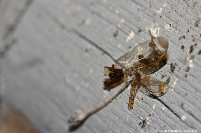 14a-calico pennant dragonfly in web