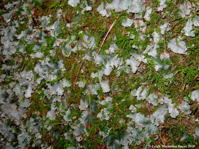 14a-Peltigera aphthosa