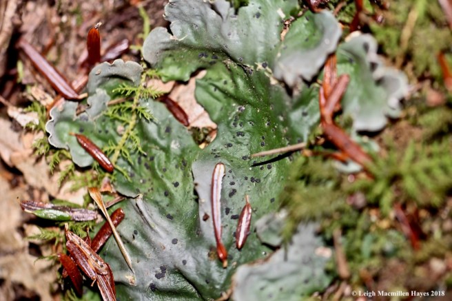 14c-Peltigera aphthosa