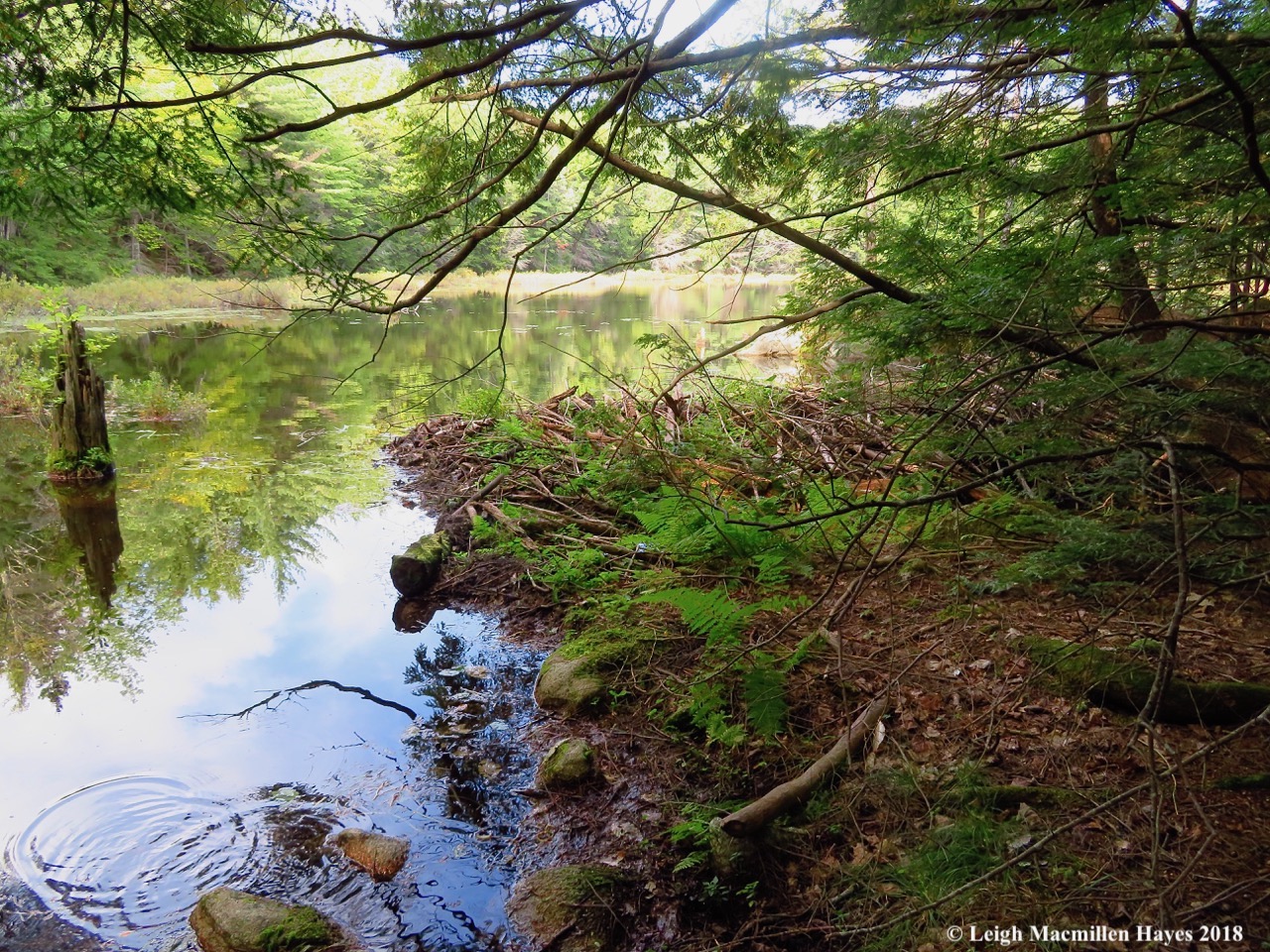 15-beaver dam on Lower Speck Pond