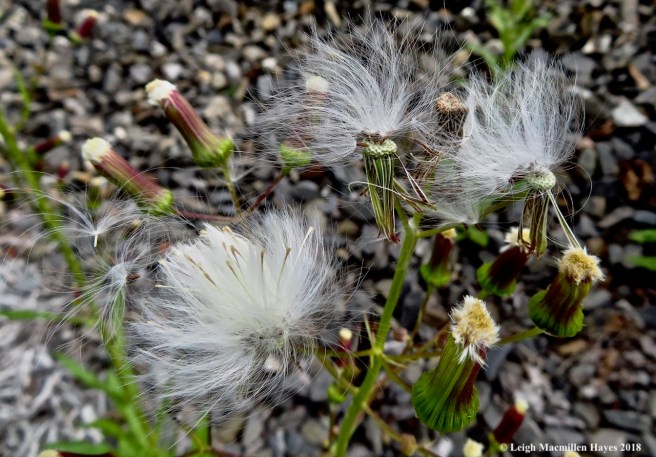 15-pipewort gone to seed