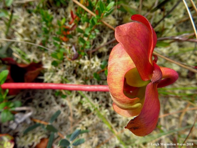 15-pitcher plant flower 2