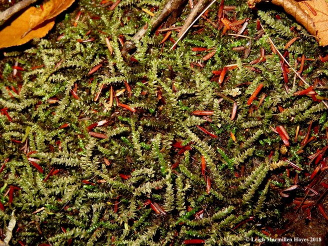 15-Racomitrium aciculare?