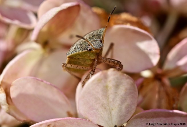 15-shield bug