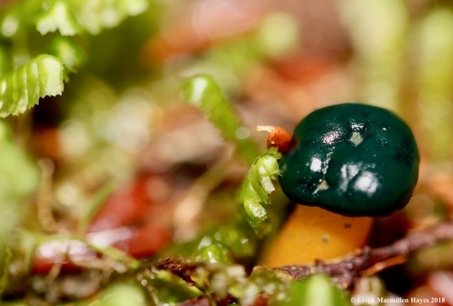 16-green-headed jelly baby fungi