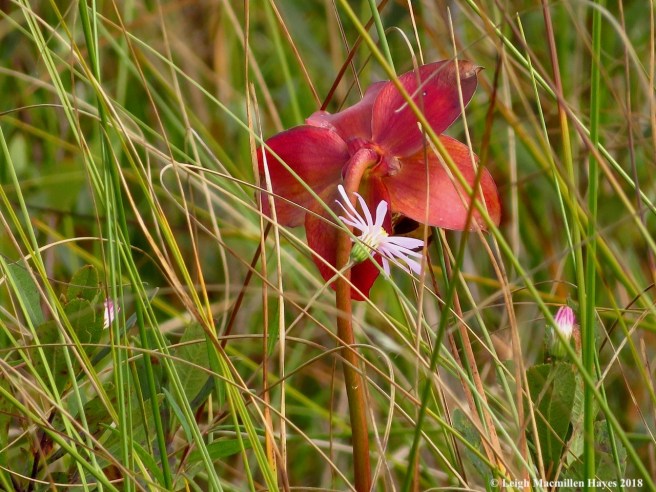 16-pitcher flower and aster