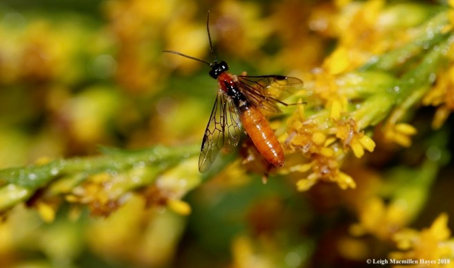 16-sawfly?