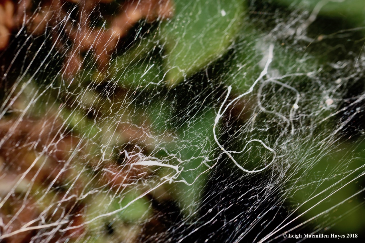16a-spider web