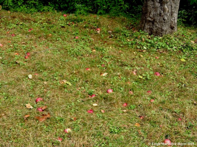 17-apples on ground