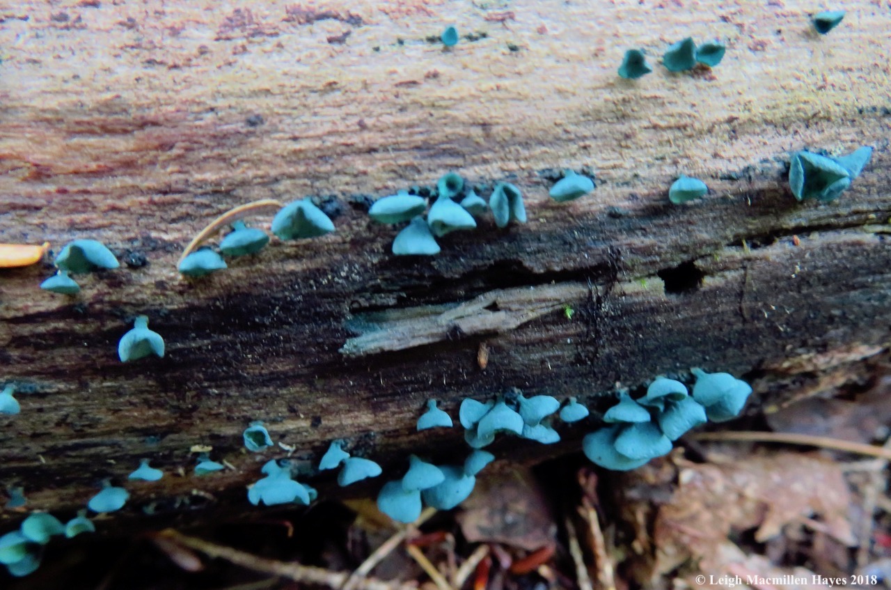 17-green stain fungi fruiting