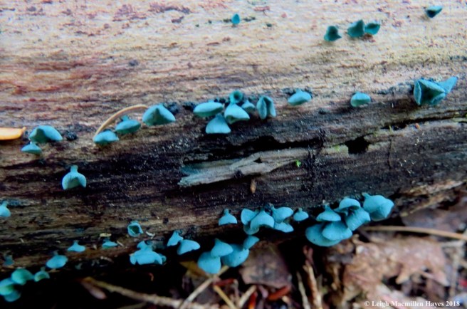 17-green stain fungi fruiting