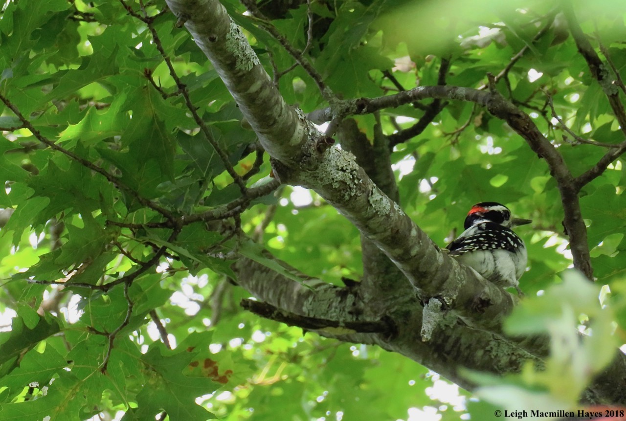 17-hairy woodpecker