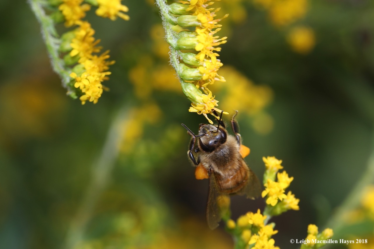 17-honey bee moving pollen on body
