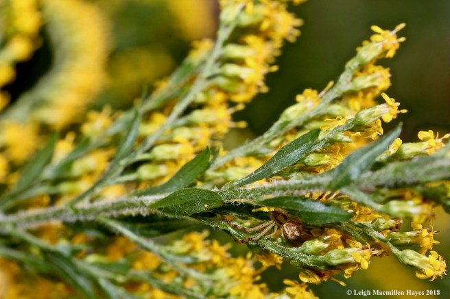 18-Where's Waldo the spider?