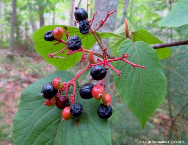 18a-hobblebush fruits