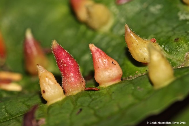 19-witch's caps or candy corn