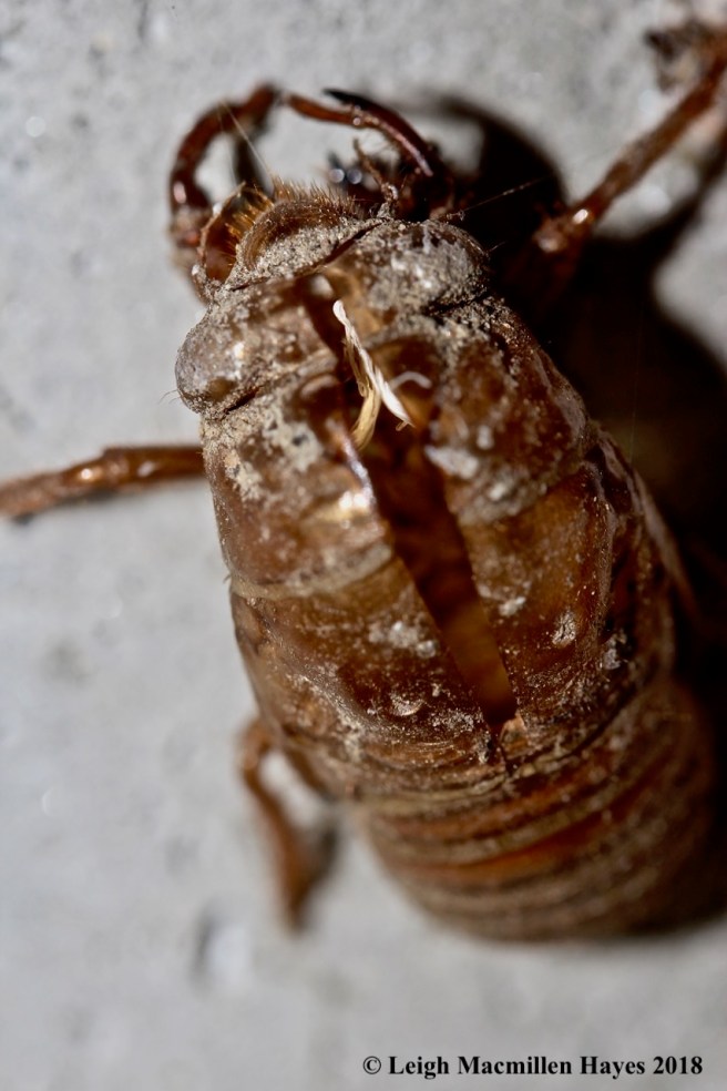 2-cicada exuviae