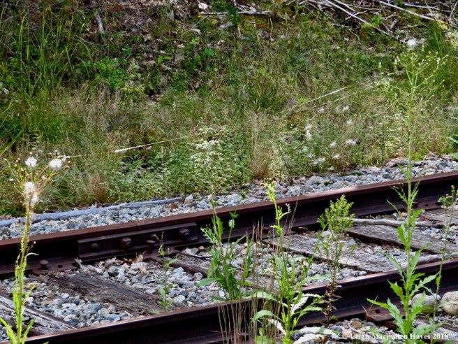 20-spider web between pipewort