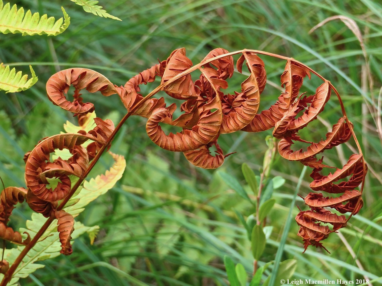 21-cinnamon fern drying up