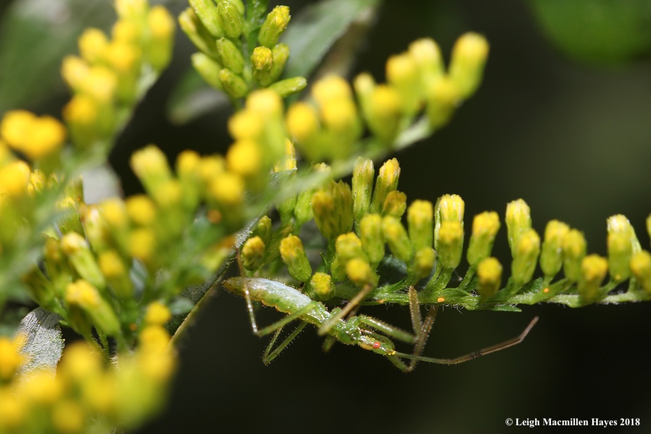 22-Assassin bug 1