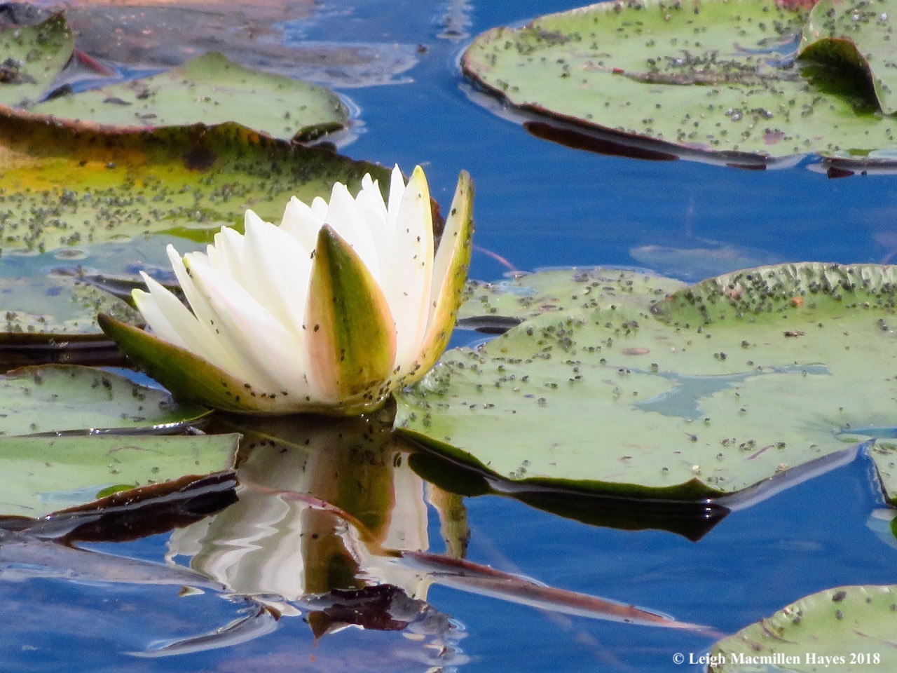 22-lily reflection and aquatic aphids