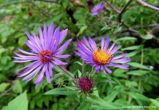 22-more asters