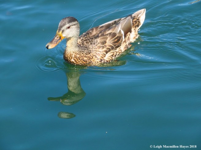 23-female mallard