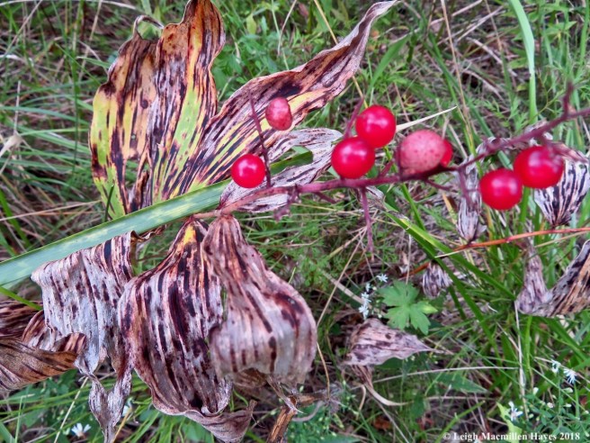 24-false solomon's seal