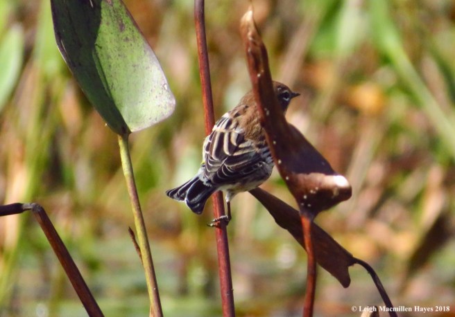 25-yellow-rumped warbler