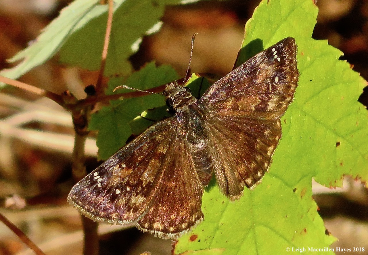 26-northern cloudywing skipper butterfly