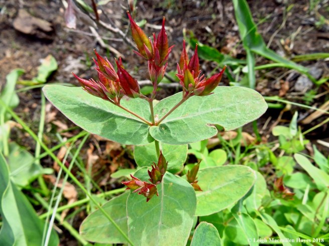 27-Virginia marsh-St. John's Wort