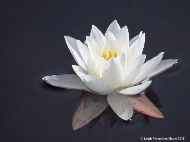 28-fragrant water lily