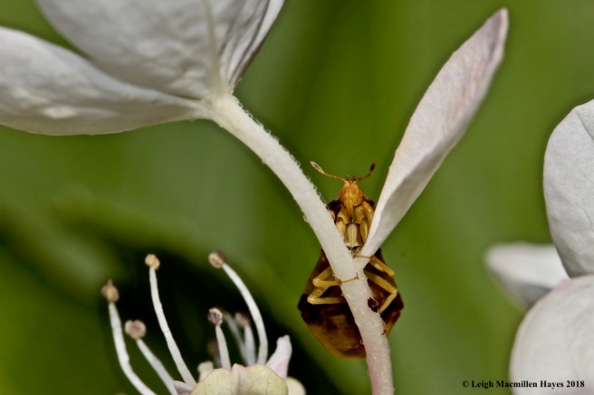 3-eye to eye with Ambush Bug